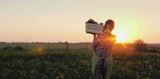 Farmer carrying a crate of vegetables at sunset in a field