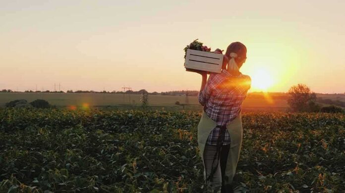 Farmer carrying a crate of vegetables at sunset in a field