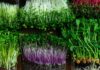 Farm Strategy Backfired – Minerals Diluted Microgreens in trays with green and purple stems