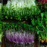 Microgreens in trays with green and purple stems