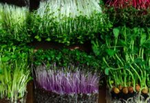 Microgreens in trays with green and purple stems