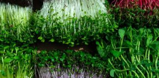 Microgreens in trays with green and purple stems