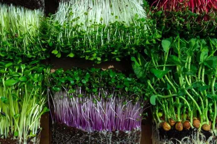 Microgreens in trays with green and purple stems